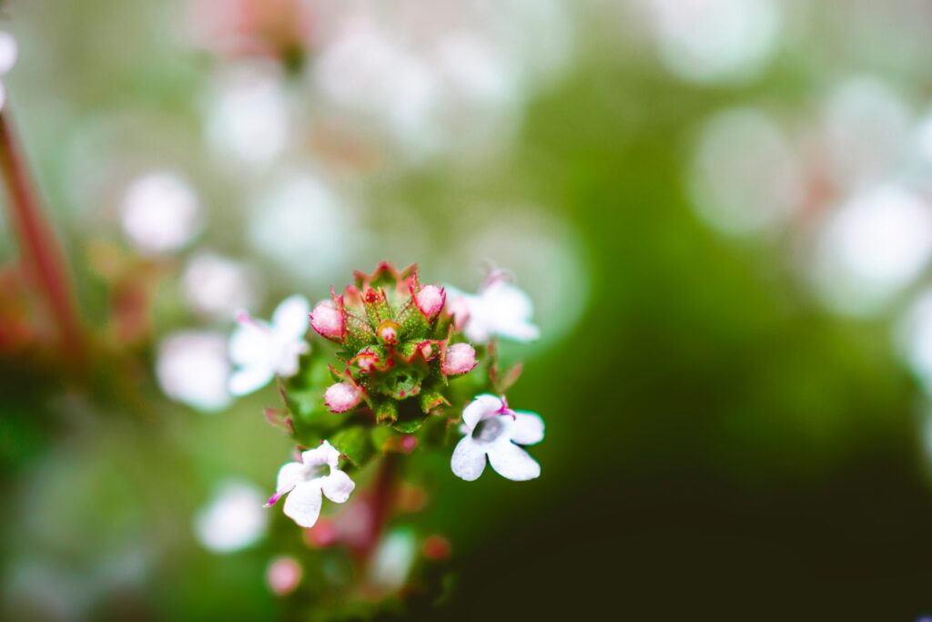 FLEUR DE THYM ROSE