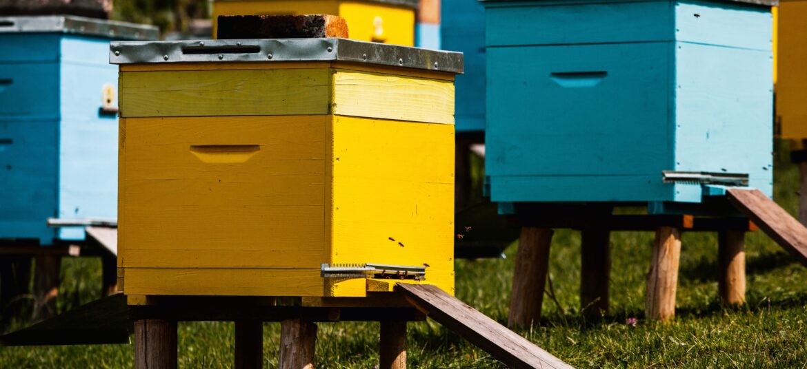 RUCHES D'ABEILLES