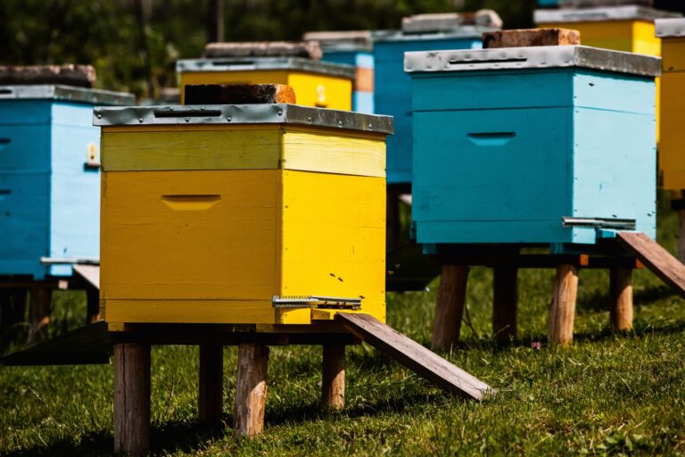 RUCHES D'ABEILLES