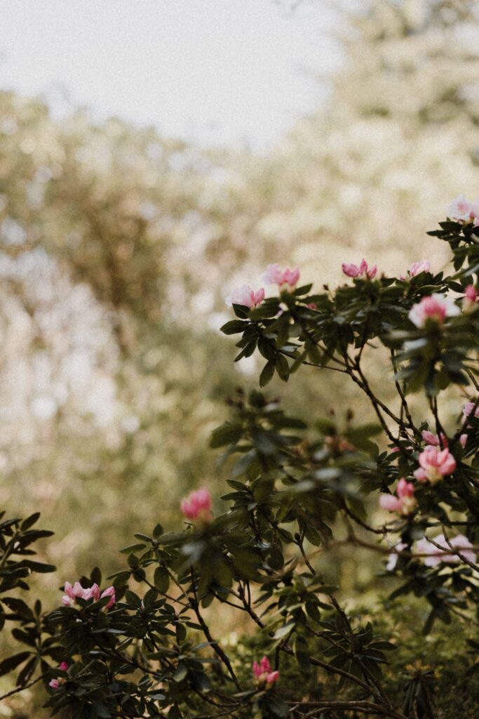 RHODODENDRON