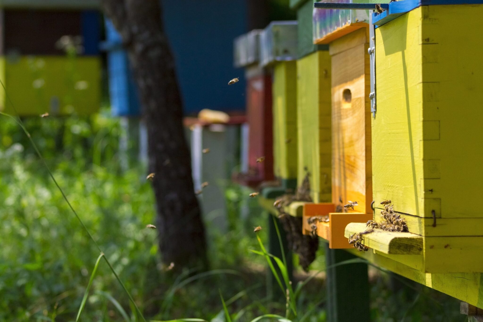 ABEILLES DANS LES RUCHES